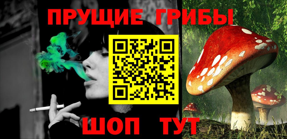 Галлюциногенные грибы Psilocybe Усть-Джегута